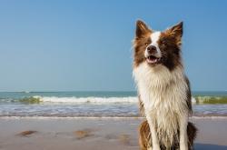 -卡瓦哈尔爆发背后，摩洛哥带走的不仅是安哥拉的胜利，更是非洲足球的新火种