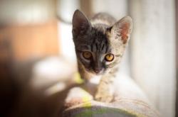 开云体育APP下载-武切维奇制胜表现定乾坤 森林狼强行终结湖人连胜