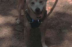 -冰与火之歌，从吉林虎啸到乔治封神，逆境中爆发的东方启示录