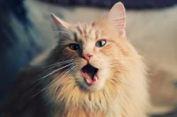 开云下载-戈贝尔关键制胜，中国赛场上演法式铁血封喉战