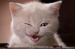 开云体育app-武切维奇爆发砍统治级数据，热火全面压制公牛豪取胜利