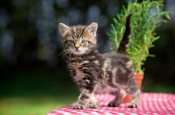 开云体育-掘金统治级压制森林狼的背后，是切特·霍姆格伦数据的全面爆炸