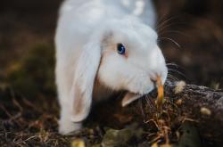 开云体育APP下载-艺术与纪律的较量，奥纳纳如何成为佛罗伦萨节奏的关键先生