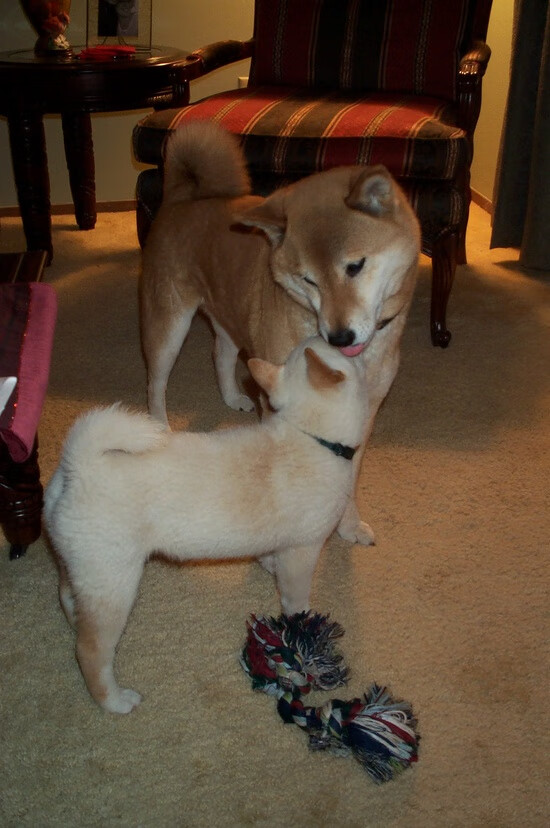 冰场之星布雷默,奥地利对阵加拿大中的辉煌绽放