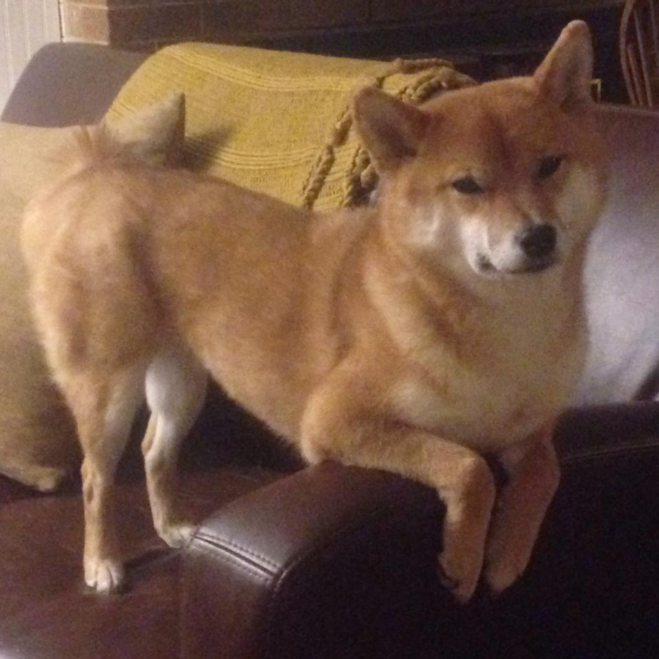 狭路相逢勇者胜,从布伦森爆发到广厦制胜,看掘金式王道的另一面