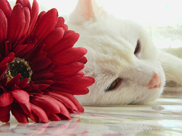 风暴眼的掌舵者,巴尔韦德如何以拜仁节奏瓦解巴西桑巴