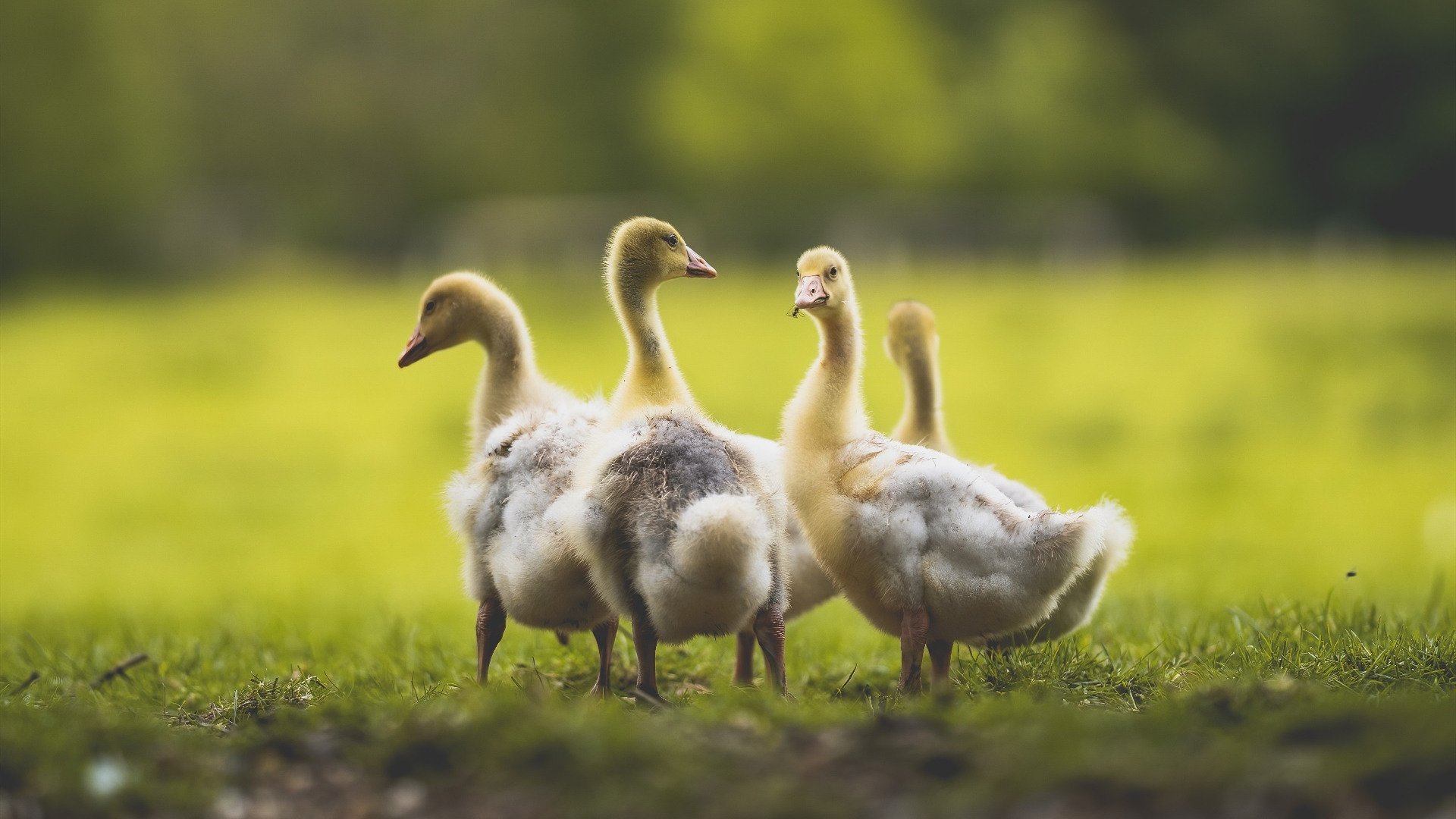 铁壁与利刃，摩纳哥的战术牢笼，与罗德里的破局之光