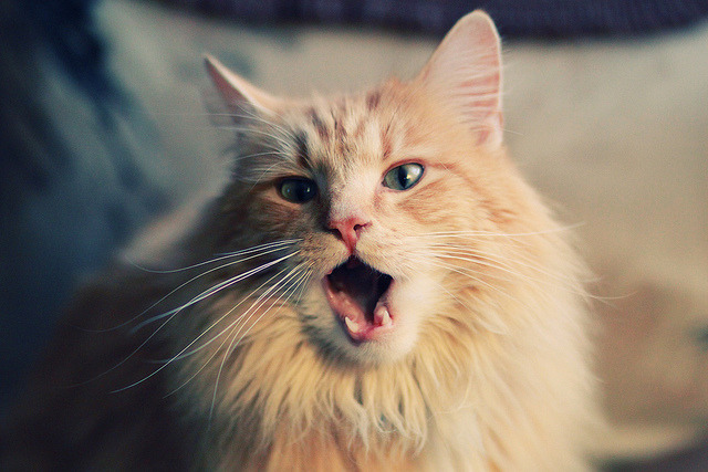 戈贝尔关键制胜，中国赛场上演法式铁血封喉战