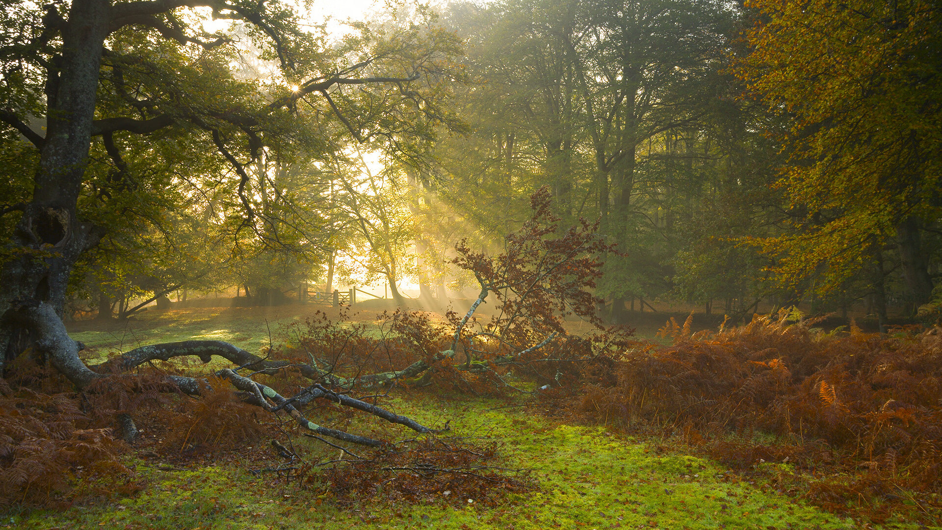 涅槃于子夜，在奥运门前，他完成了最彻底的熔铸