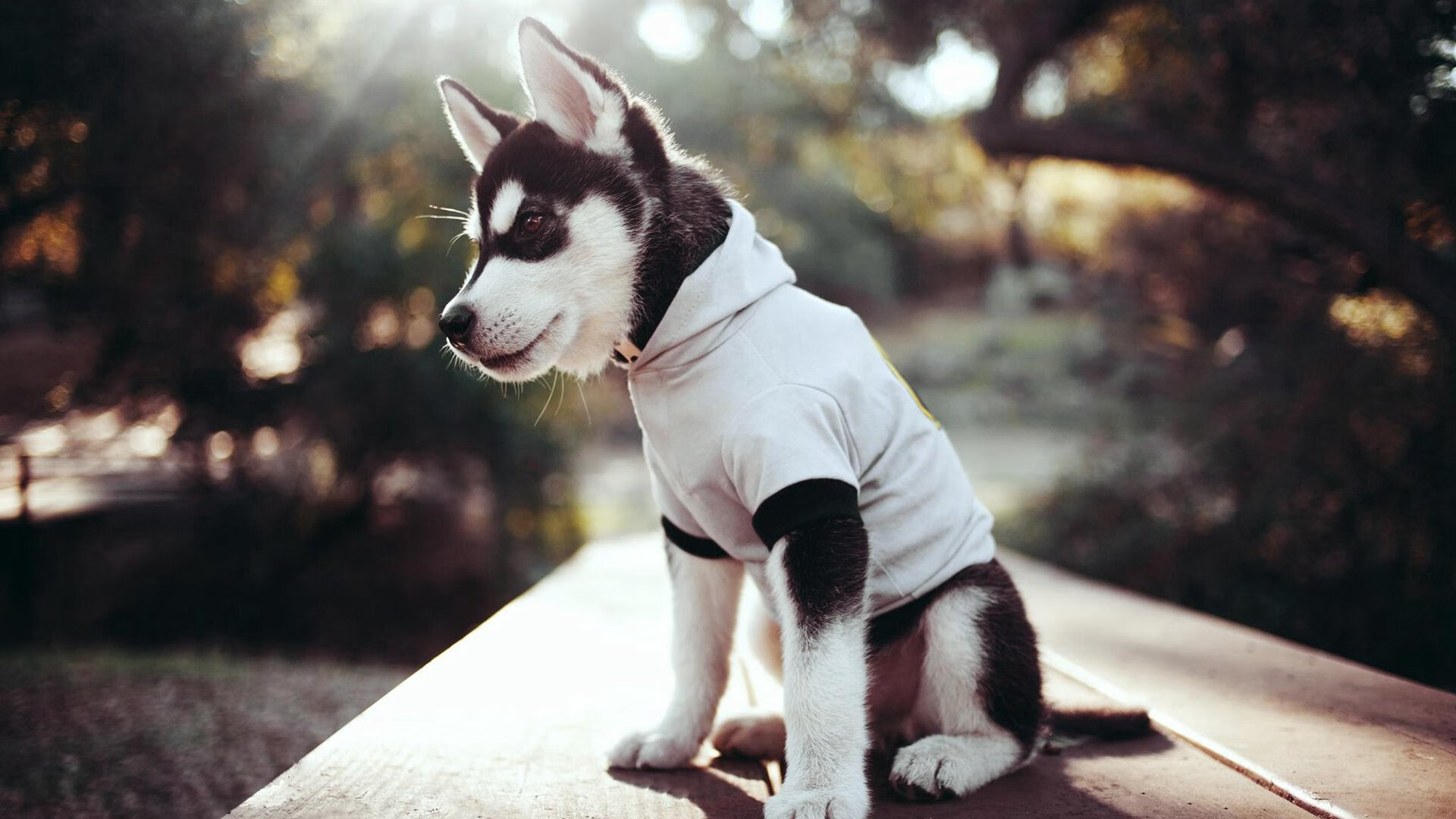 东方与西方的碰撞，小贾伦关键时刻的闪耀封神