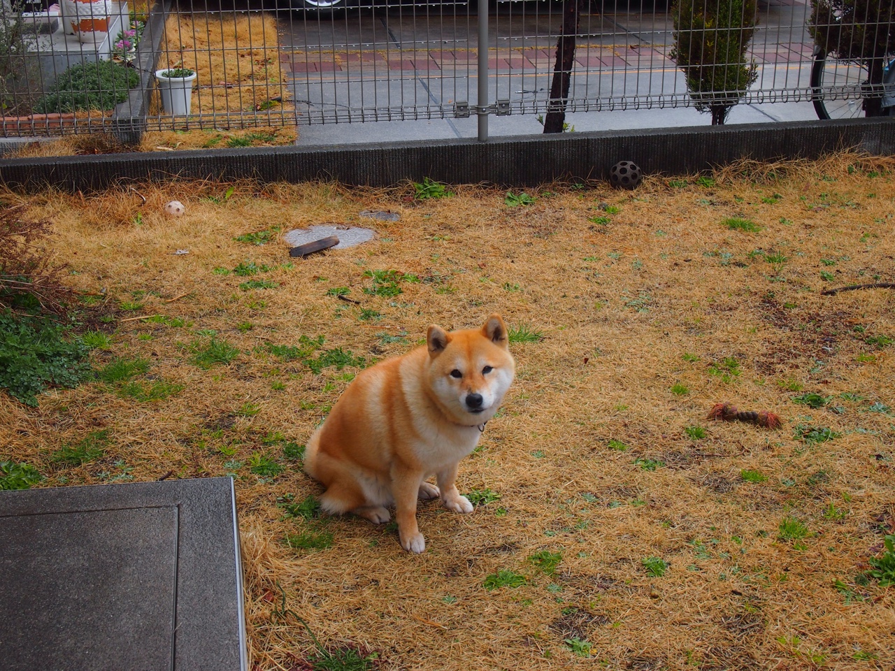 希腊劲旅硬仗取胜马德里竞技,哈兰德满分评分闪耀欧冠之夜