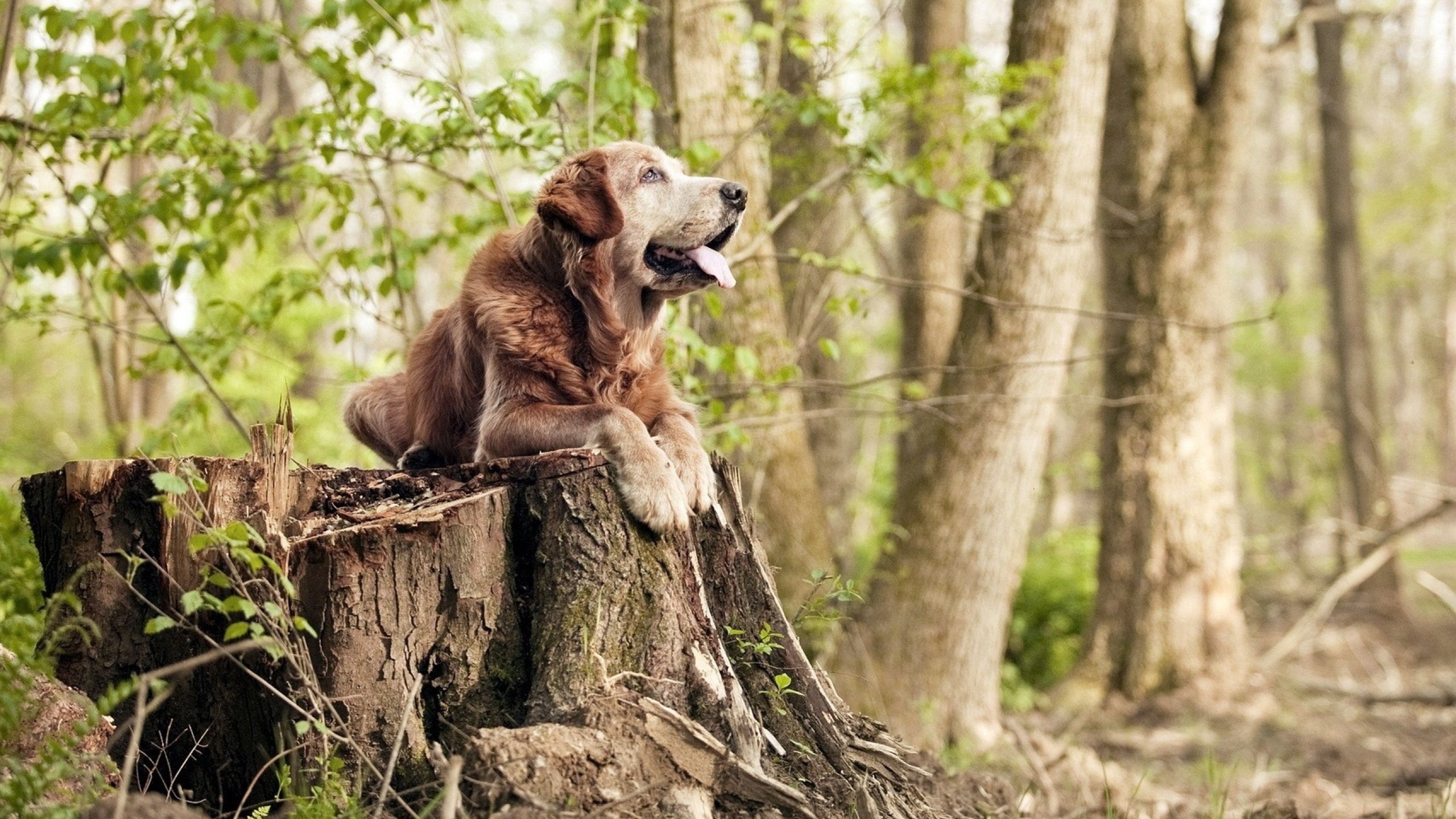 意甲焦点战烽烟再起，丹麦旋风席卷勒沃库森