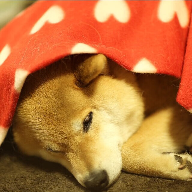 厄瓜多尔全面压制苏格兰,莱奥压力下完成爆发