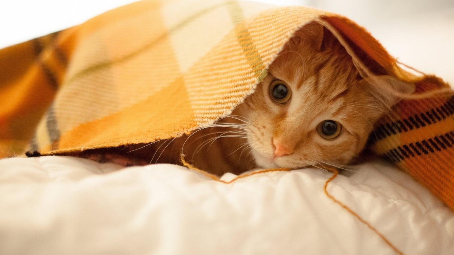 快船收割北京队启示录，莫兰特的舞台定律—越大越强