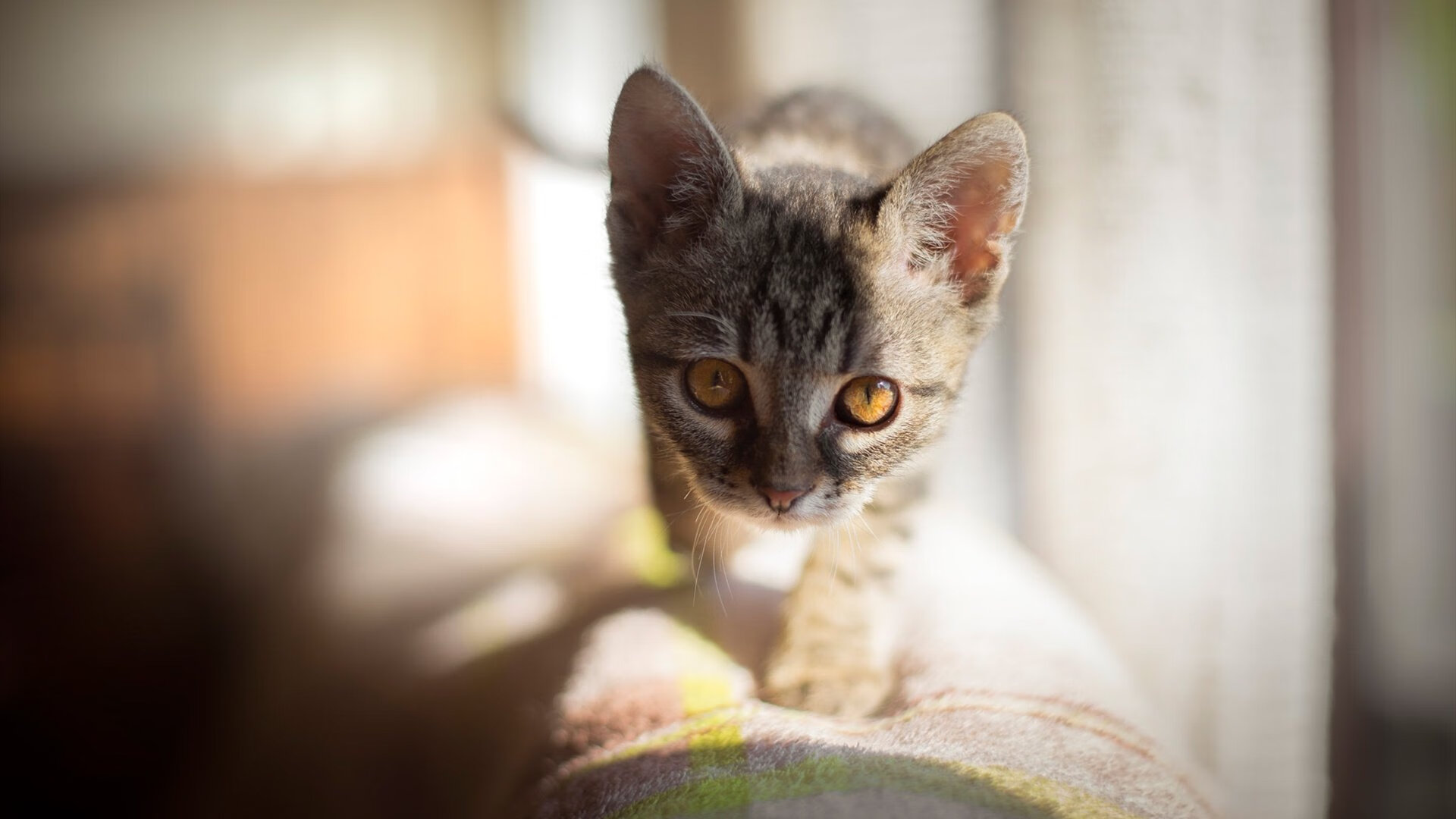 武切维奇制胜表现定乾坤 森林狼强行终结湖人连胜