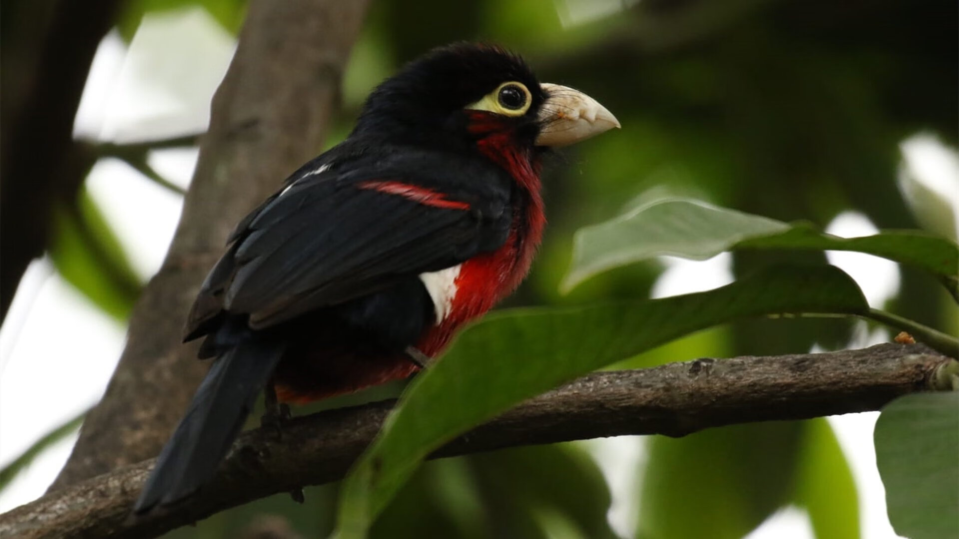 2026世界杯之夜,当帕尔默的轨迹划过北美天空