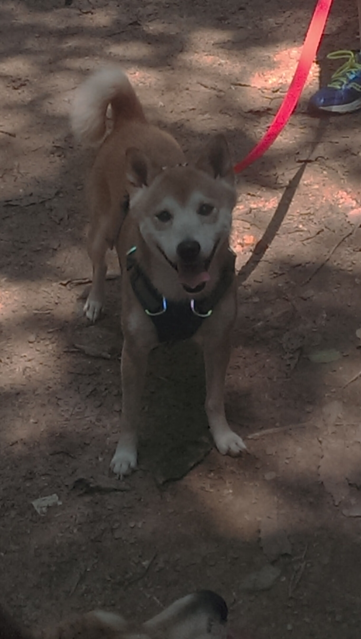 冰与火之歌，从吉林虎啸到乔治封神，逆境中爆发的东方启示录