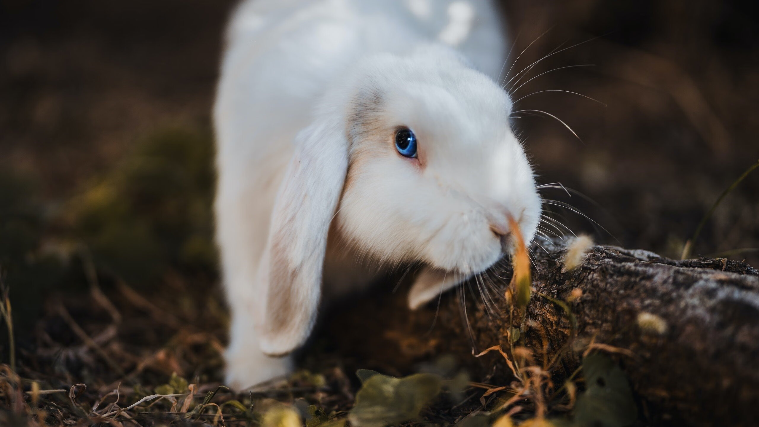 戈麦斯爆发！独砍22分主宰赛场，亚特兰大单节狂潮击溃牙买加