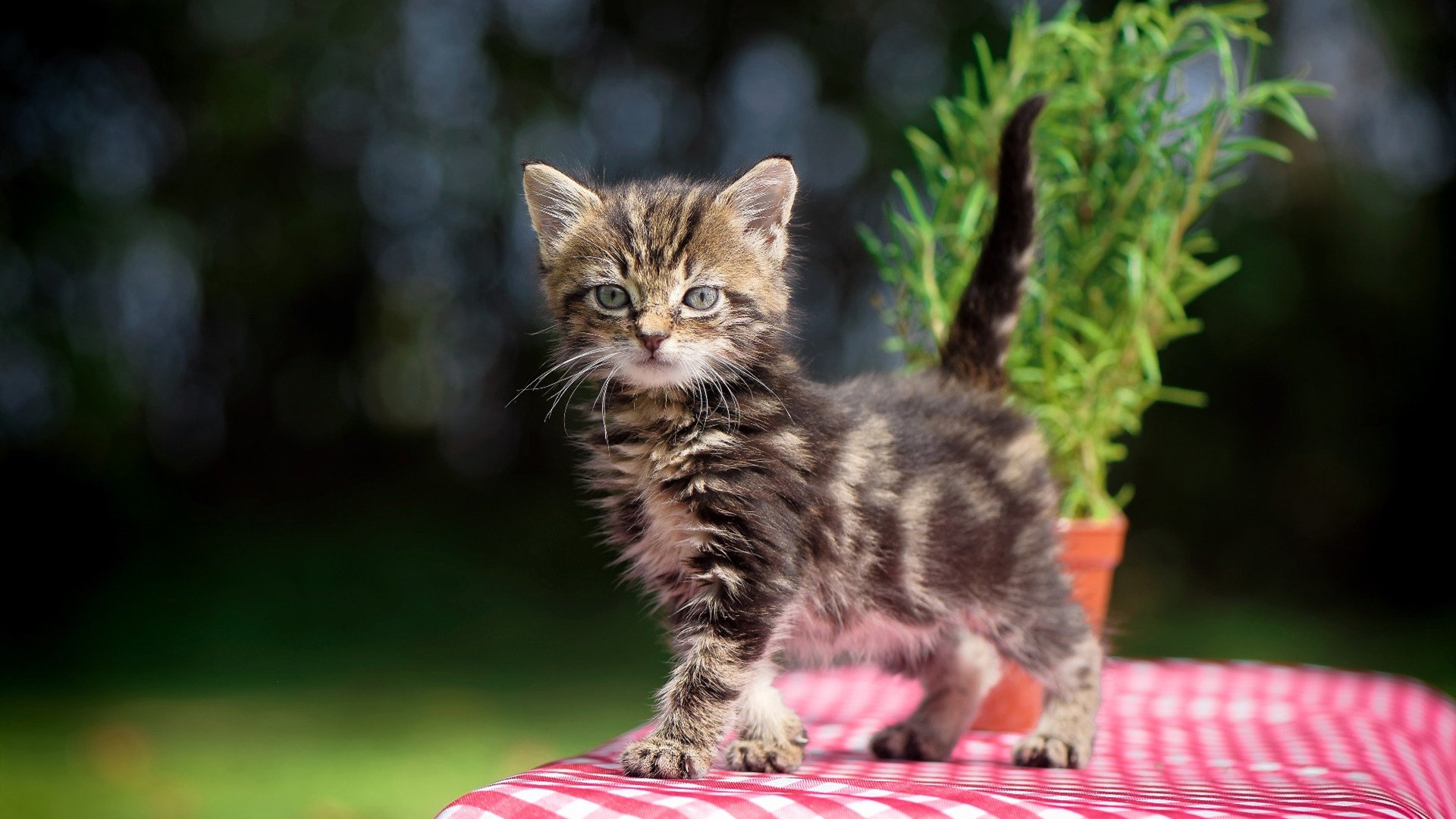 杜兰特，大场面先生如何主宰粤辽巅峰对决？